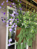 Purple Blossom